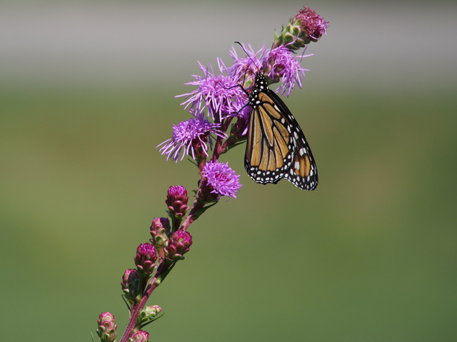 Liatris ligulistylis (Rocky mountain blazing star) #47407