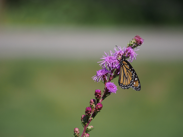 Liatris ligulistylis (Rocky mountain blazing star) #47408