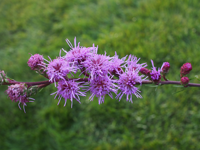 Liatris ligulistylis (Rocky mountain blazing star) #47409