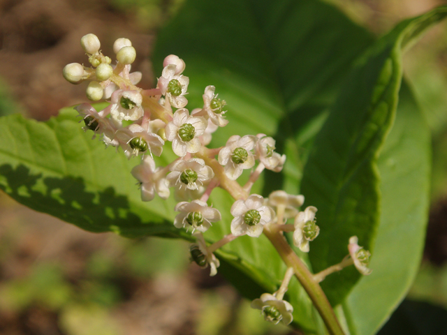 Phytolacca americana (American pokeweed) #47415