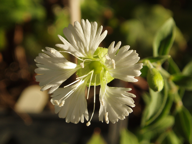 Silene stellata (Widow's frill) #47418