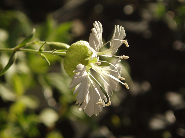 Silene stellata (Widow's frill) #47419