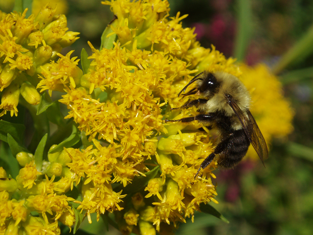 Solidago sempervirens (Seaside goldenrod) #47424