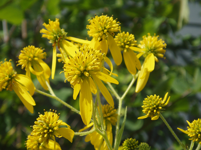 Verbesina alternifolia (Wingstem) #47429