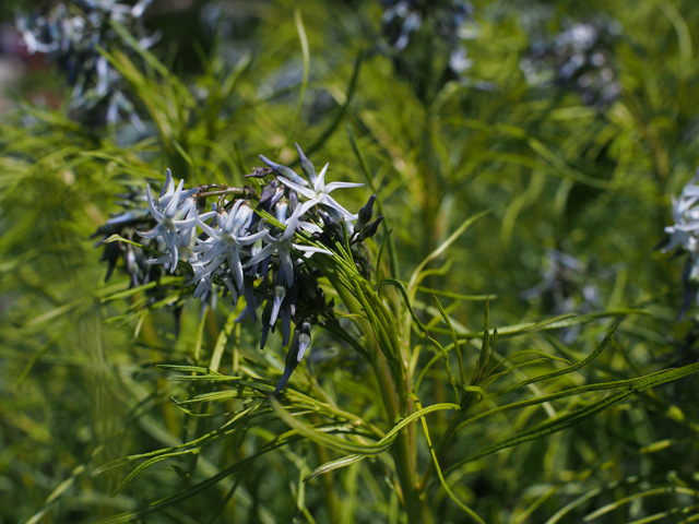 Amsonia hubrichtii (Hubricht's bluestar) #58867