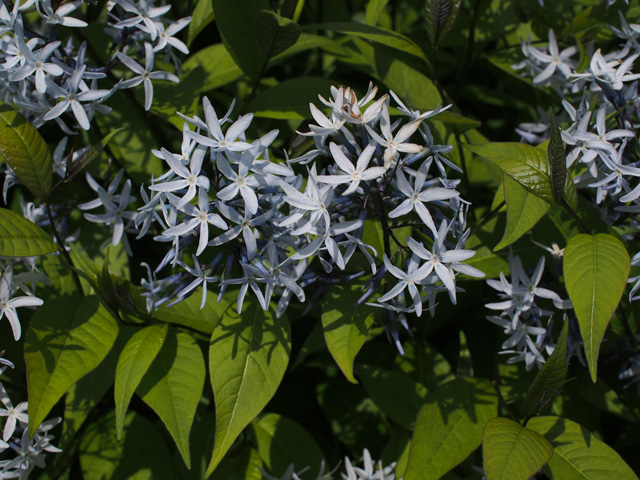 Amsonia rigida (Stiff bluestar) #58868