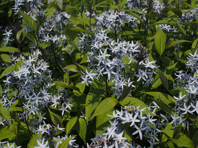 Amsonia rigida (Stiff bluestar) #58869