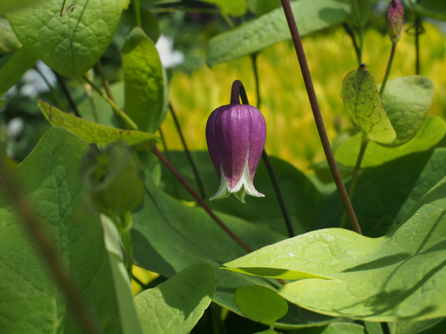 Clematis addisonii (Addison's leather flower) #58874