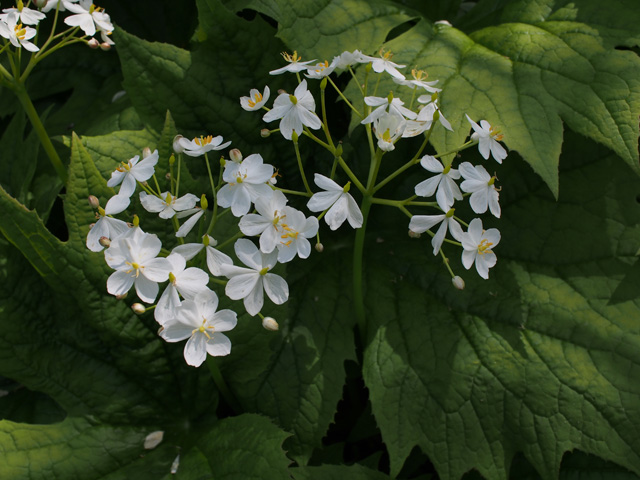 Diphylleia cymosa (American umbrellaleaf) #58888