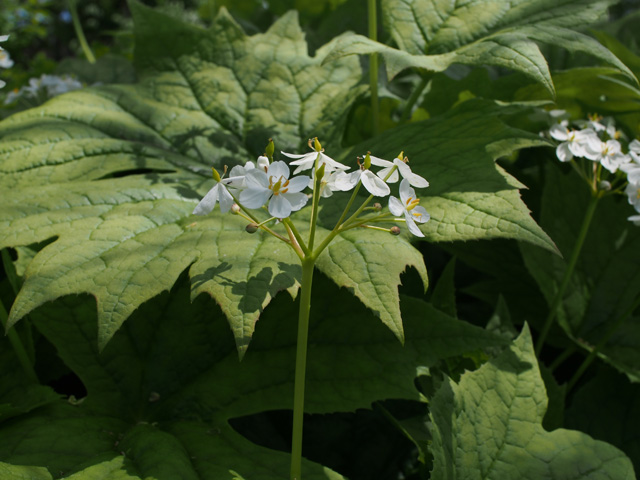 Diphylleia cymosa (American umbrellaleaf) #58889