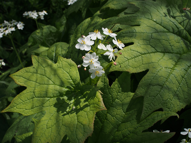 Diphylleia cymosa (American umbrellaleaf) #58891