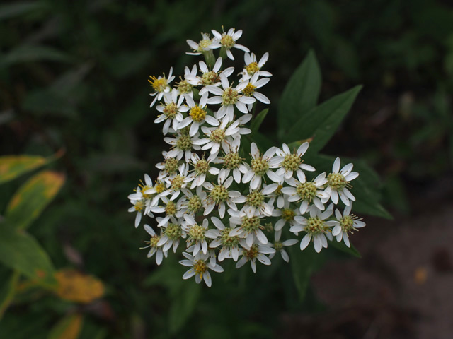 Doellingeria umbellata (Parasol whitetop) #58892