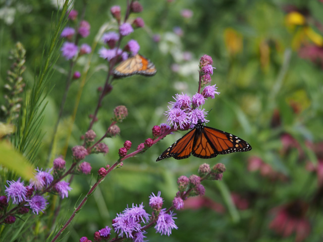 Liatris ligulistylis (Rocky mountain blazing star) #58910