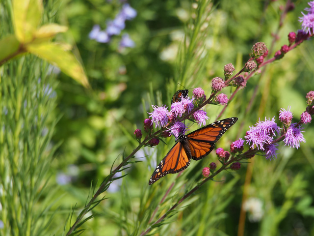 Liatris ligulistylis (Rocky mountain blazing star) #58911