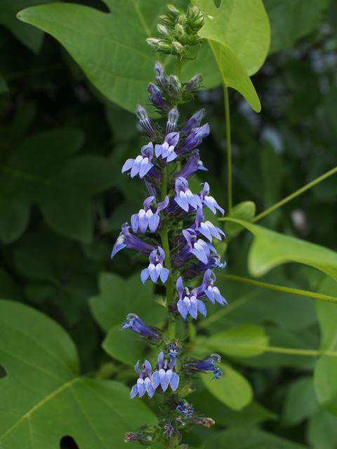 Lobelia siphilitica (Great blue lobelia) #58912