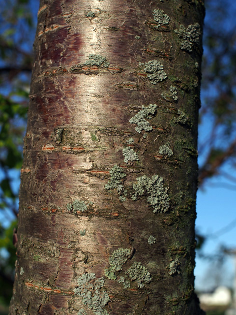 Prunus pensylvanica (Pin cherry) #58925