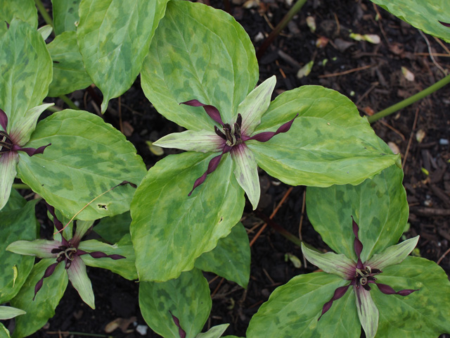 Trillium stamineum (Blue ridge wakerobin) #58954