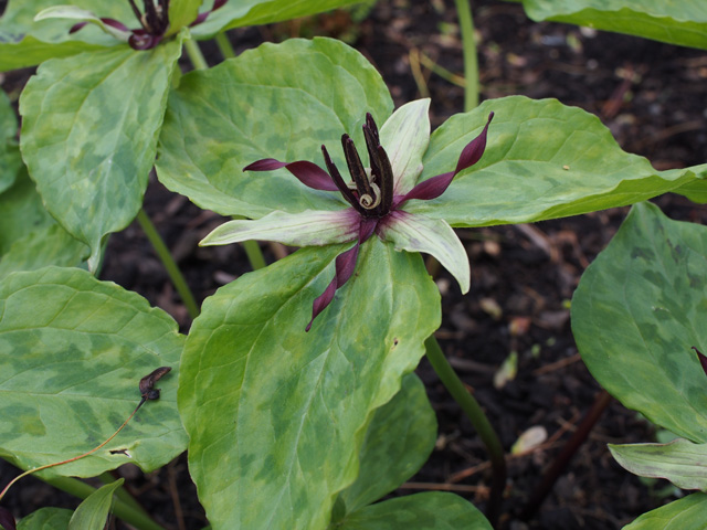 Trillium stamineum (Blue ridge wakerobin) #58956