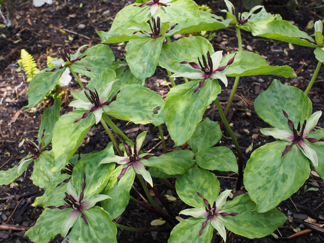 Trillium stamineum (Blue ridge wakerobin) #58957