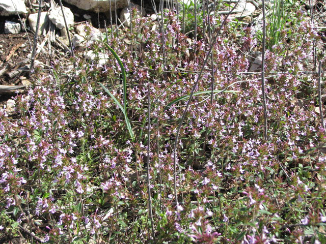 Hedeoma acinoides (Slender false pennyroyal) #27380