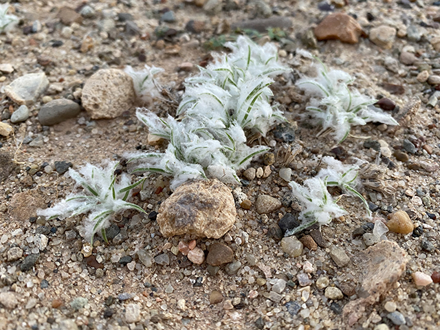 Dasyochloa pulchella (Desert fluffgrass) #88048