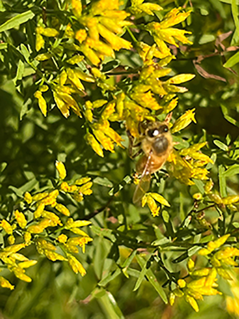 Euthamia leptocephala (Bushy goldentop) #89938