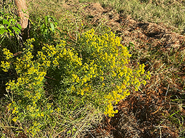 Euthamia leptocephala (Bushy goldentop) #89939