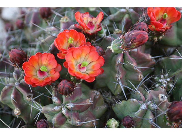 Echinocereus coccineus (Scarlet hedgehog cactus) #76348