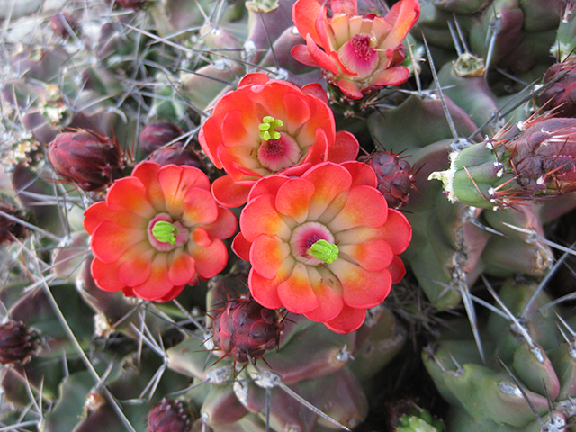 Echinocereus coccineus (Scarlet hedgehog cactus) #76350