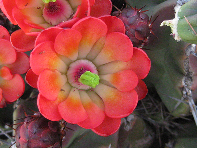 Echinocereus coccineus (Scarlet hedgehog cactus) #76351