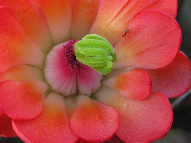 Echinocereus coccineus (Scarlet hedgehog cactus) #76352