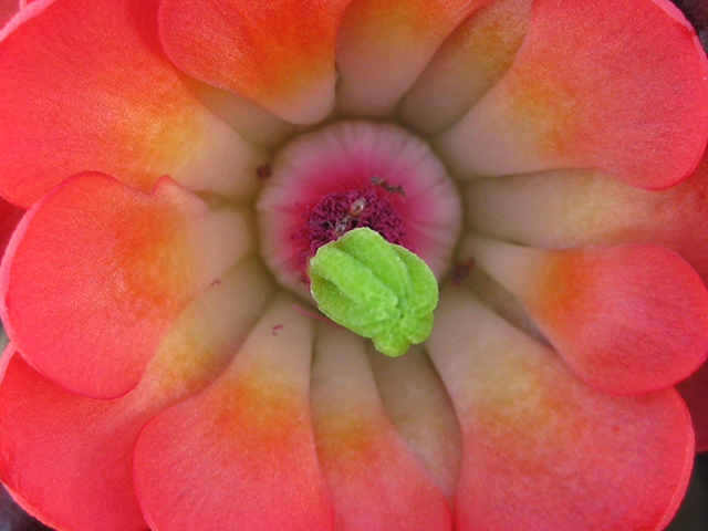 Echinocereus coccineus (Scarlet hedgehog cactus) #76353