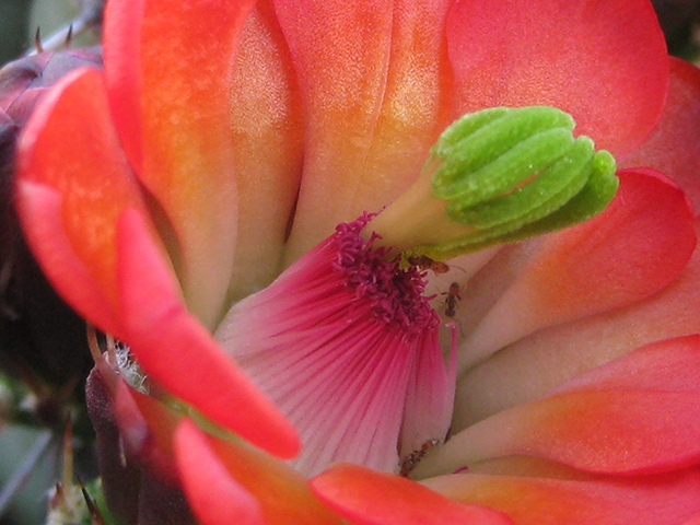 Echinocereus coccineus (Scarlet hedgehog cactus) #76354