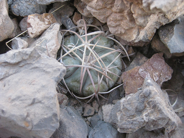 Echinocactus horizonthalonius (Devilshead) #76363