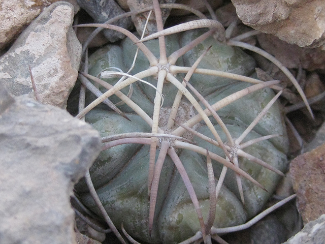 Echinocactus horizonthalonius (Devilshead) #76364