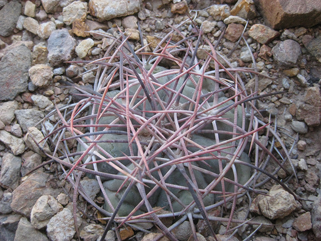 Echinocactus horizonthalonius (Devilshead) #76365