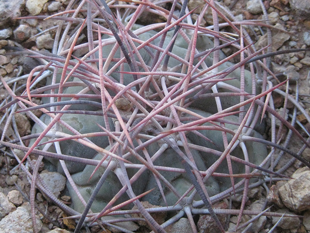 Echinocactus horizonthalonius (Devilshead) #76366