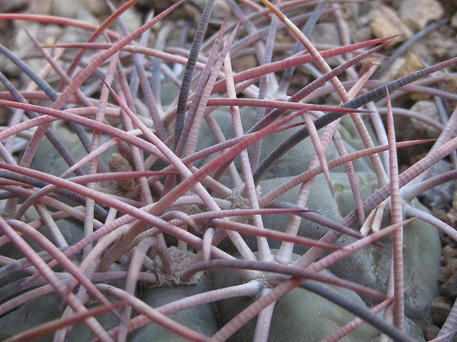 Echinocactus horizonthalonius (Devilshead) #76367