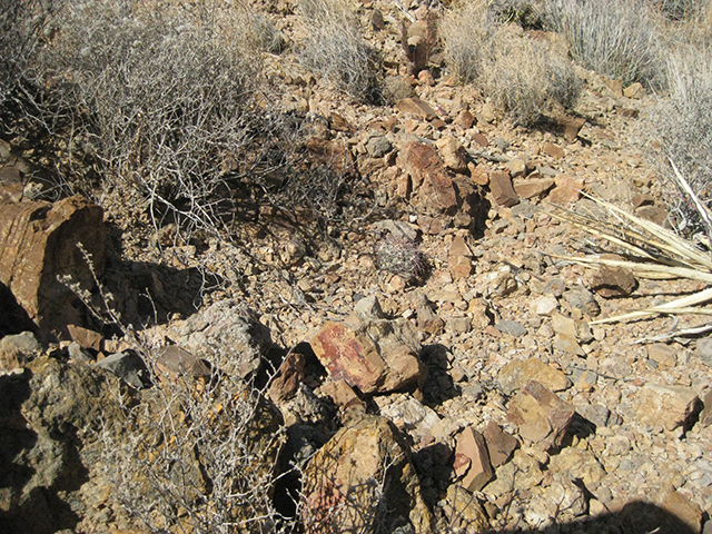 Echinocactus horizonthalonius (Devilshead) #76368