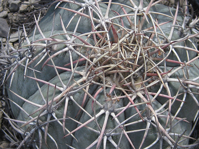 Echinocactus horizonthalonius (Devilshead) #76376