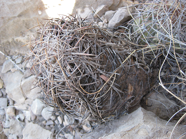 Echinocactus horizonthalonius (Devilshead) #76377