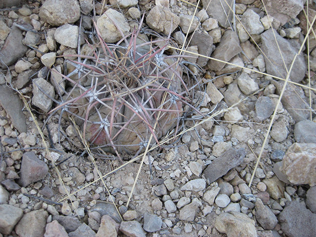 Echinocactus horizonthalonius (Devilshead) #76379