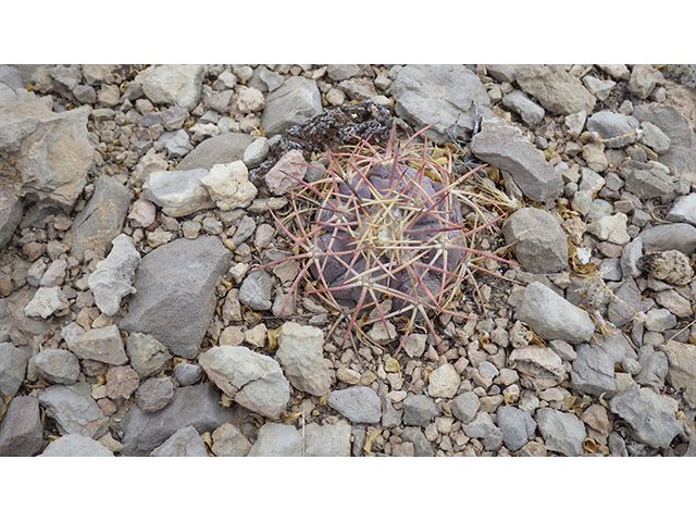 Echinocactus horizonthalonius (Devilshead) #76383