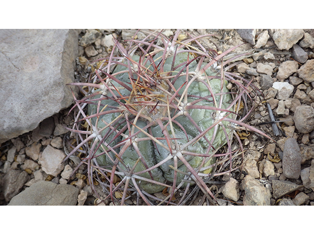 Echinocactus horizonthalonius (Devilshead) #76386