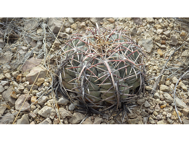 Echinocactus horizonthalonius (Devilshead) #76388