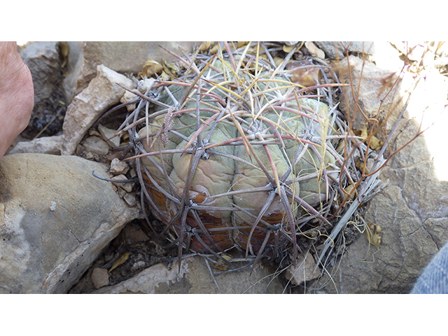 Echinocactus horizonthalonius (Devilshead) #76390