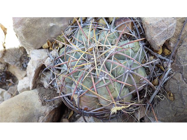 Echinocactus horizonthalonius (Devilshead) #76391