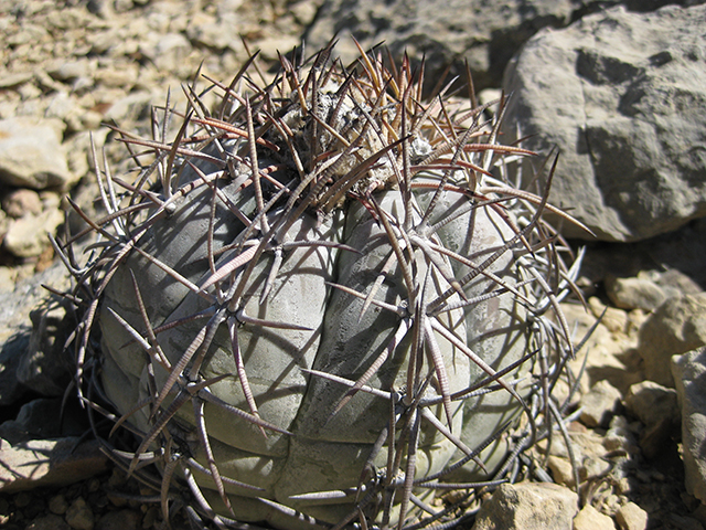 Echinocactus horizonthalonius (Devilshead) #76396