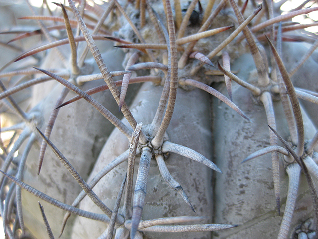 Echinocactus horizonthalonius (Devilshead) #76398