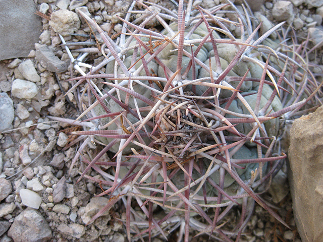 Echinocactus horizonthalonius (Devilshead) #76400